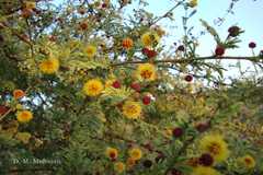 Acacia eburnea